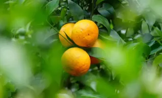 夏日限定甜蜜！麗江下金安村晚熟沃柑迎來(lái)尾季